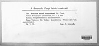Puccinia aecidii-leucanthemi image
